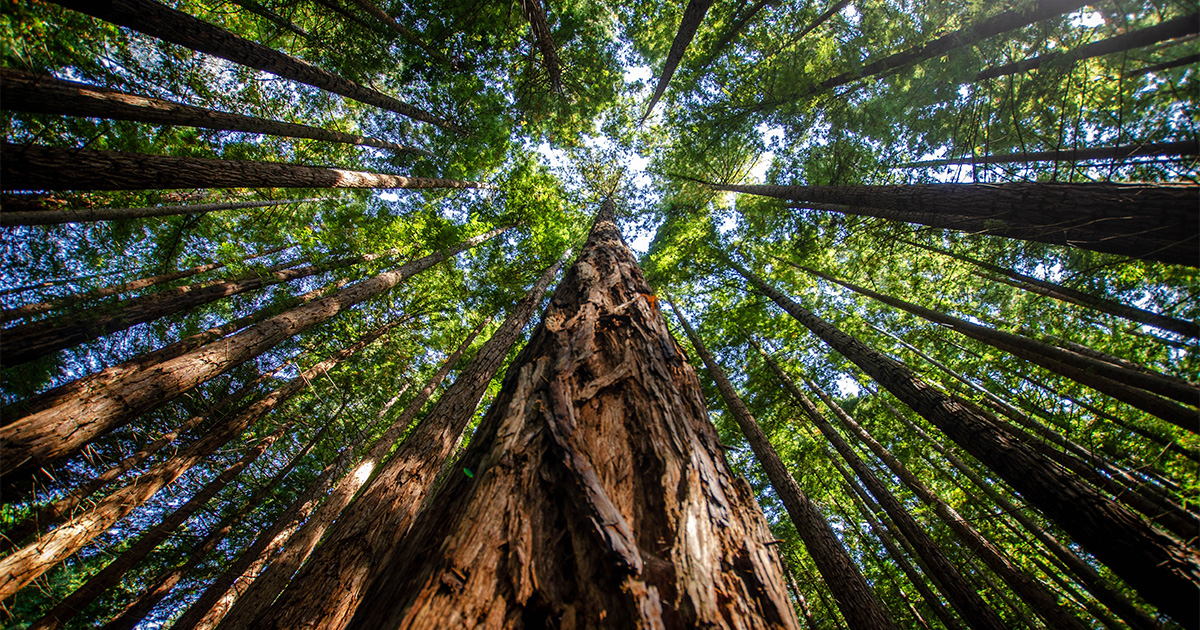 Woman who accused her husband of tying her to tree in India admits she